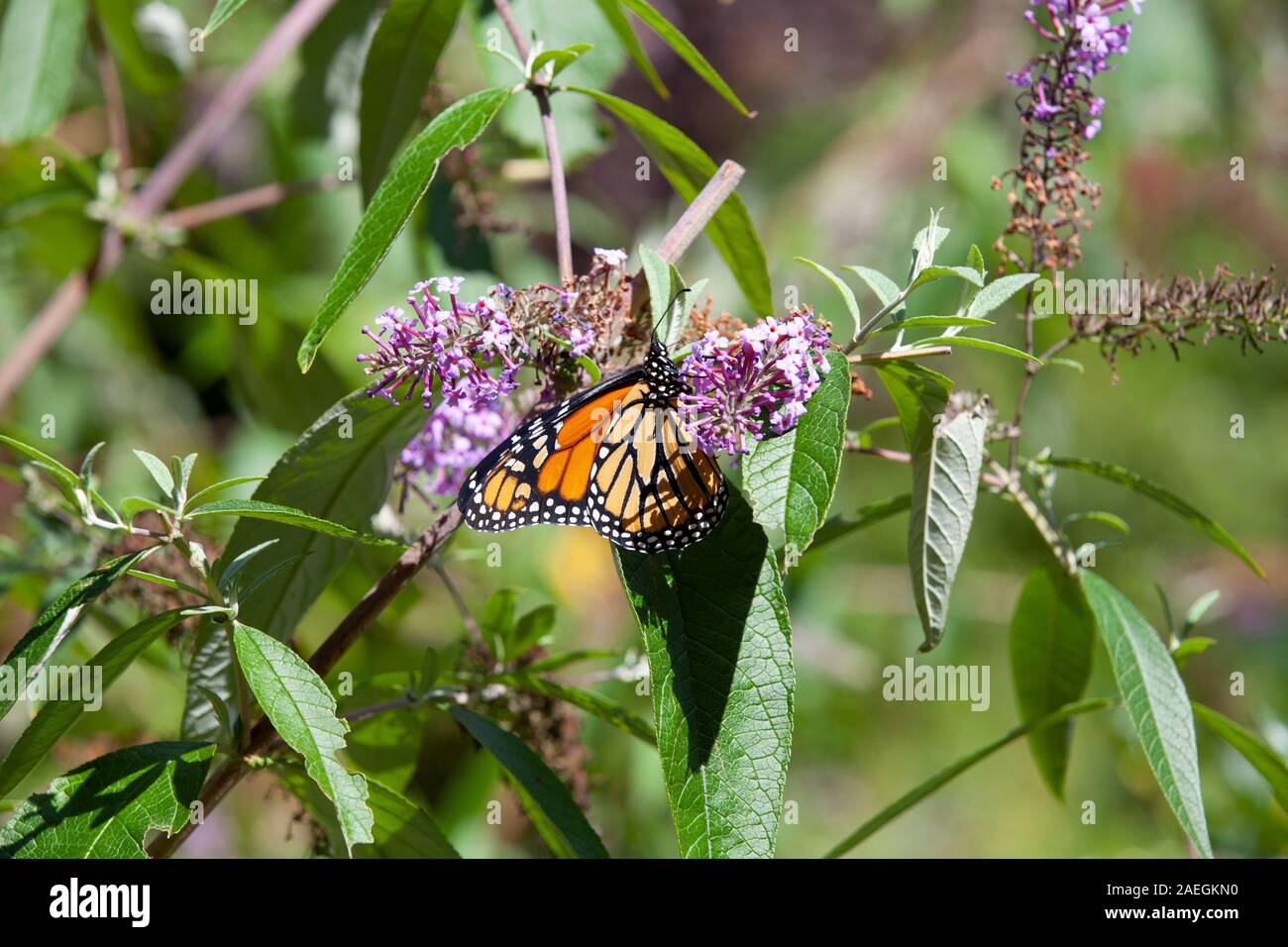 Una farfalla monarca su una boccola a farfalla nello stato di New York. Foto Stock