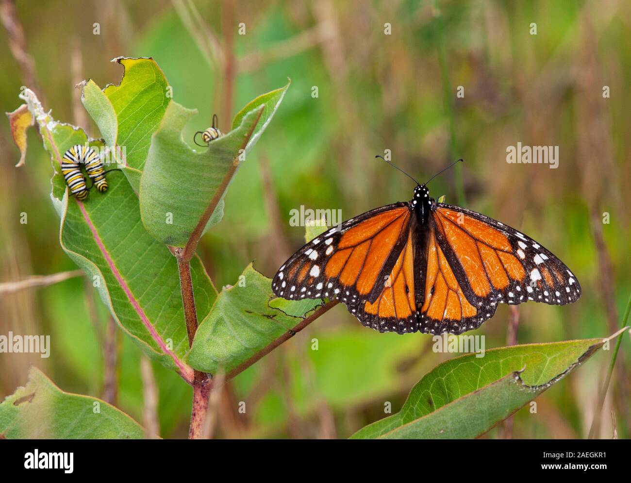 Una farfalla monarca e larve sul milkweed nel Maine. Foto Stock