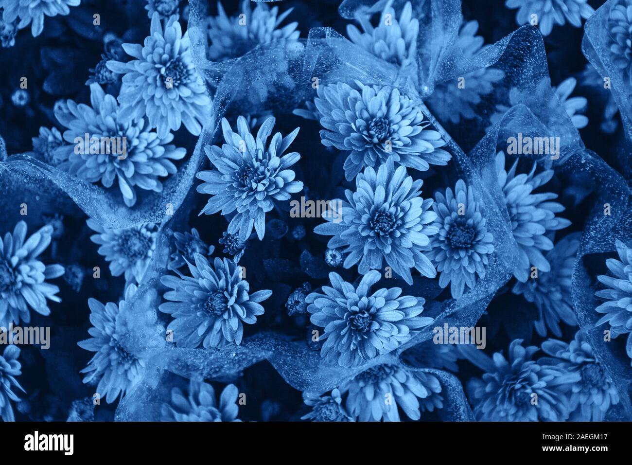 Floral background crisantemo nella trendy classico colore blu. Foto Stock
