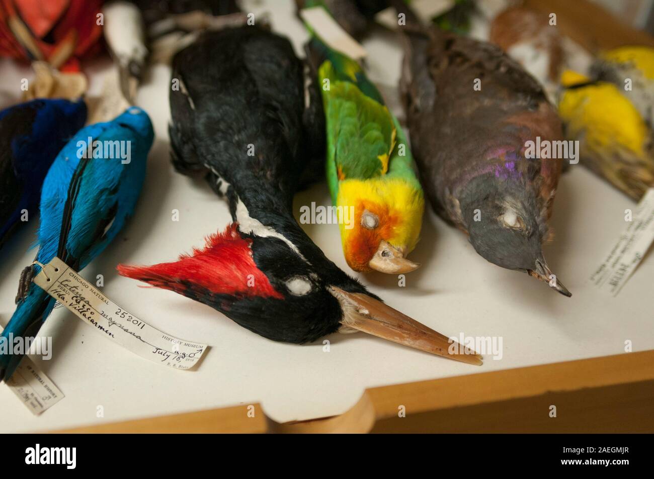 Esemplari di uccelli estinti nel campo Museo di Storia Naturale di Chicago, USA. L a R: avorio fatturati Picchio, Carolina parrocchetto, Piccione passeggero. Foto Stock