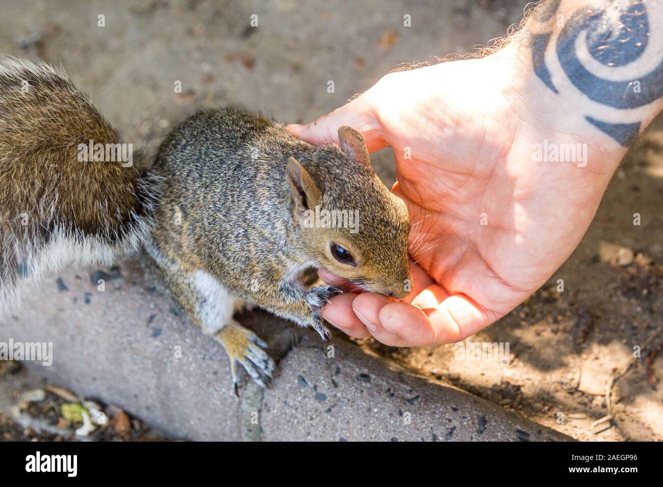 In prossimità di uno scoiattolo mangiare da un lato e lo sniffing sulle dita, società del giardino, Città del Capo Foto Stock