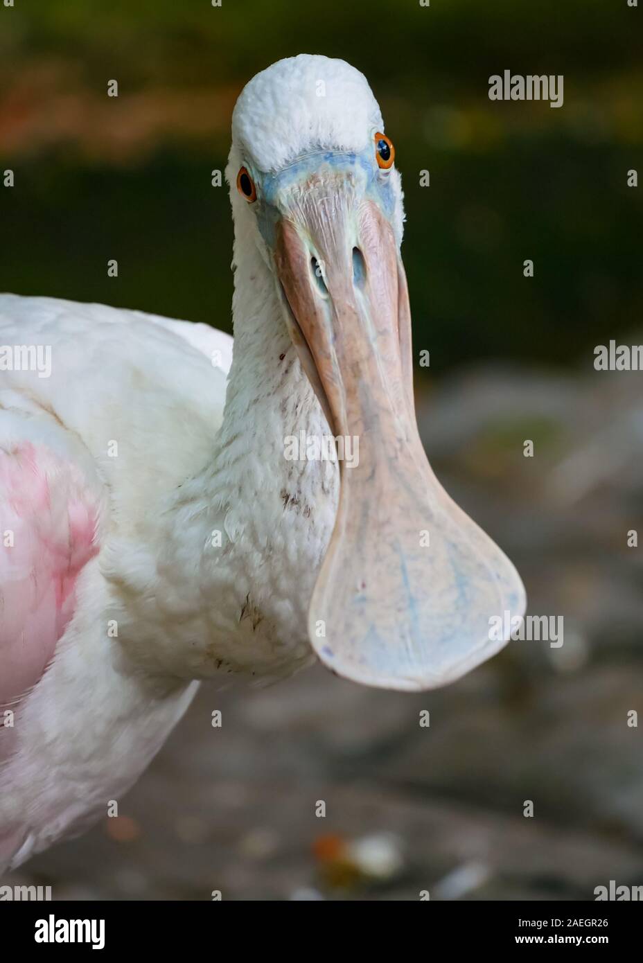 Primo piano della Roseate Spoonbill bird (Platalea ajaja) Foto Stock