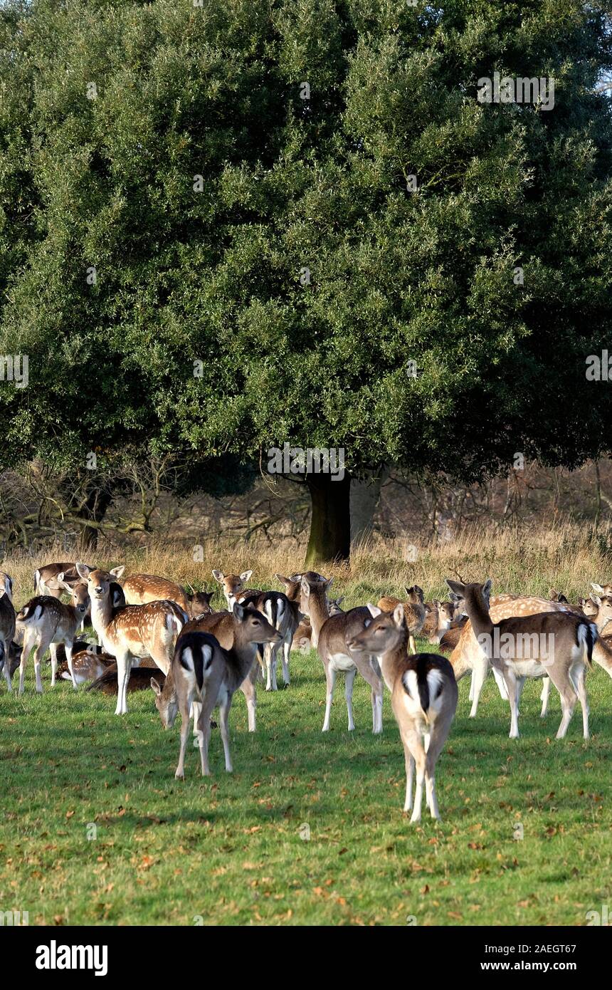 Daini, holkham hall estate, North Norfolk, Inghilterra Foto Stock