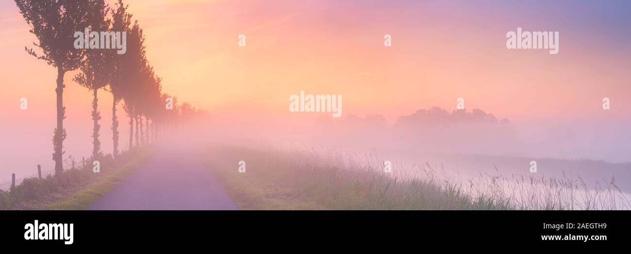 Un foggy sunrise nel tipico paesaggio di Polder di Beemster nei Paesi Bassi. Foto Stock