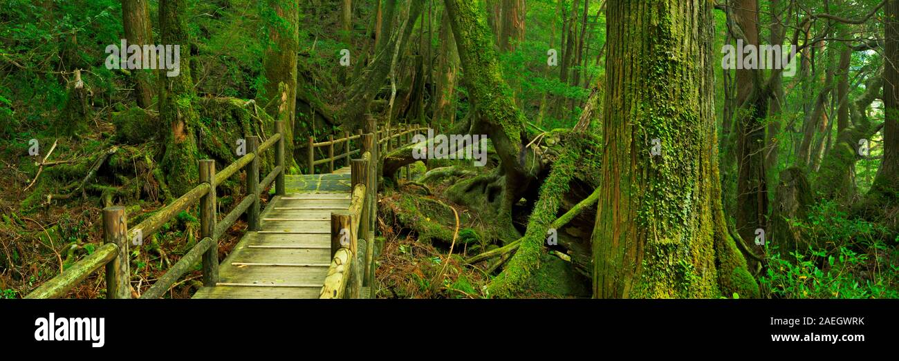 Un percorso attraverso la lussureggiante foresta pluviale nell'isola meridionale di Yakushima (屋久島), Giappone. Foto Stock