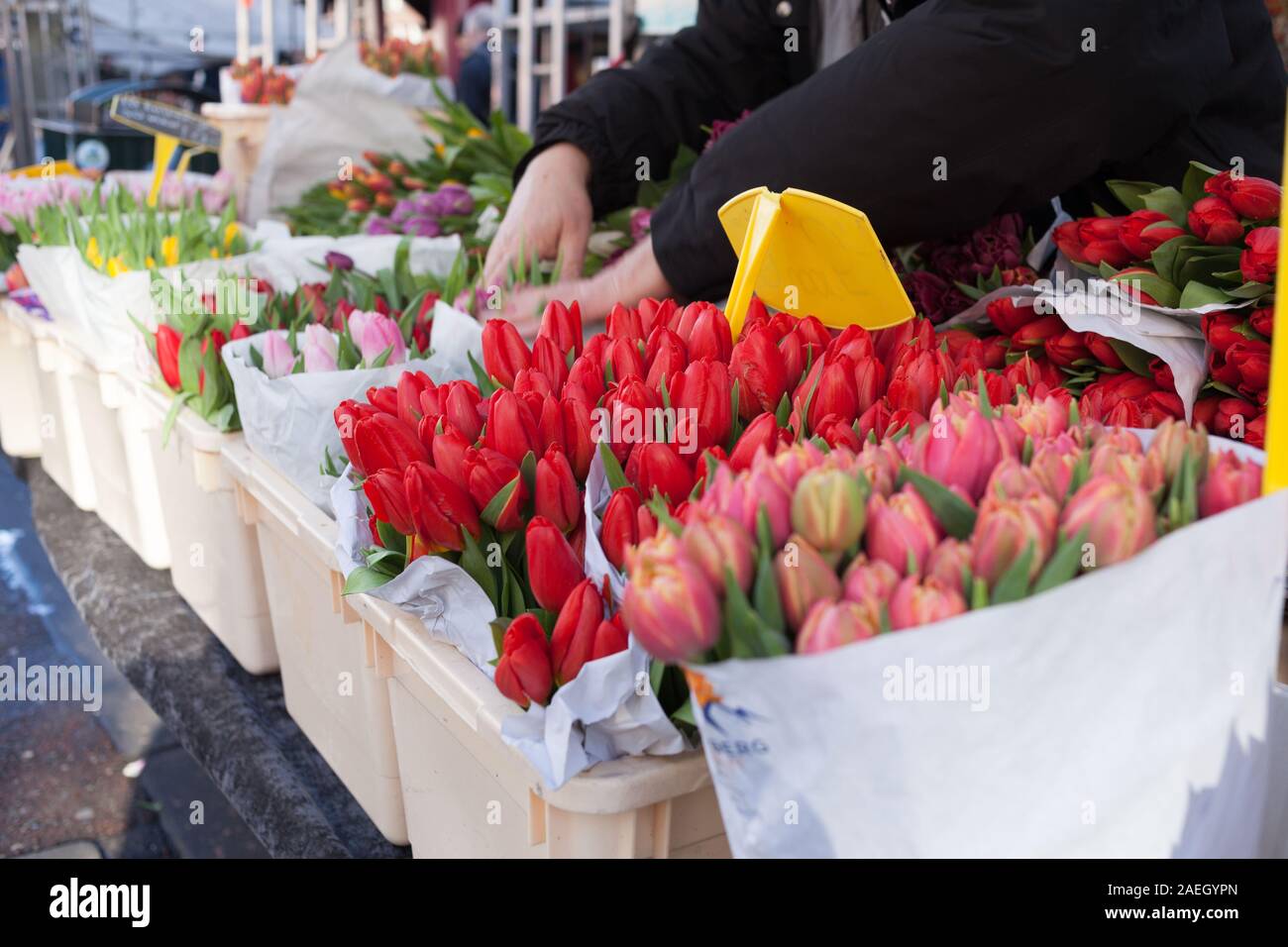 Tulipani al mercato Albert Cuyp, Amsterdam Foto Stock