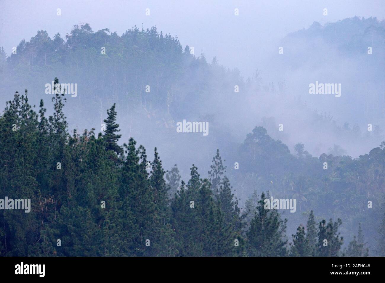 Riserva forestale di Sinharaja Sri Lanka Foto Stock