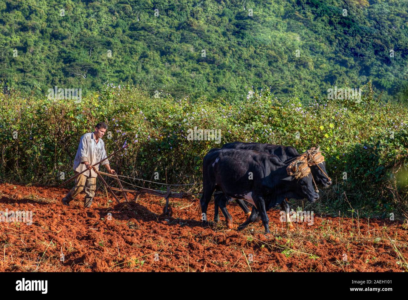 Vinales, Pinar del Rio, Cuba, America del Nord Foto Stock