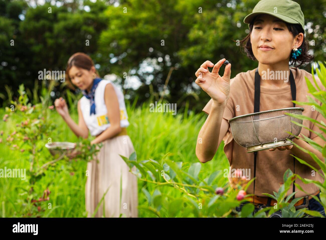 Due donne giapponesi raccolta di frutti di bosco in un campo. Foto Stock