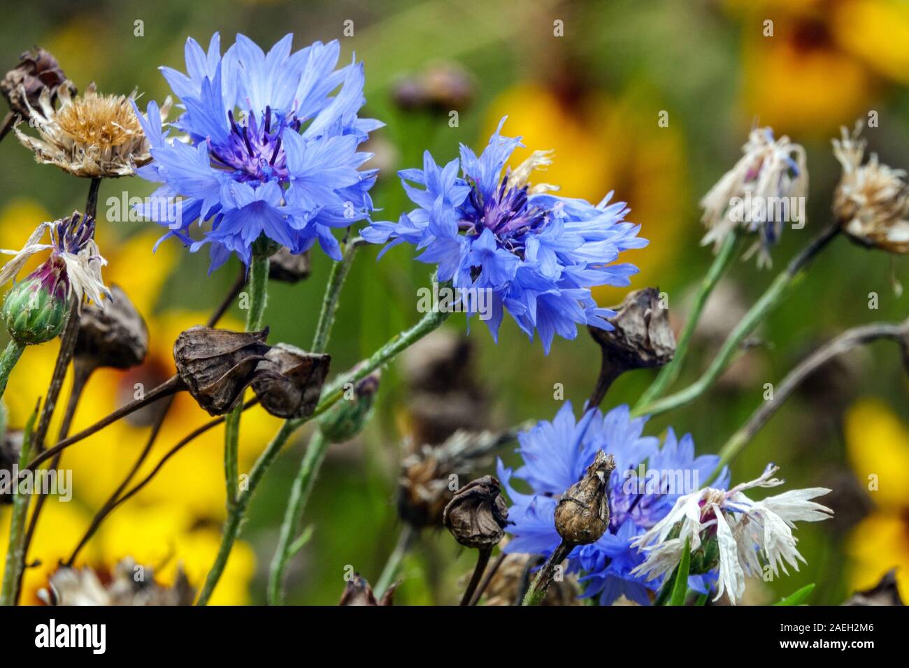 Primo piano Fiore di Cornovaglia Centaurea cyanus "Blue Boy", Fiori Bachelors Buttons Cyanus segetum Cornflowers, Blue Flowering agosto Estate Flower Bed Foto Stock