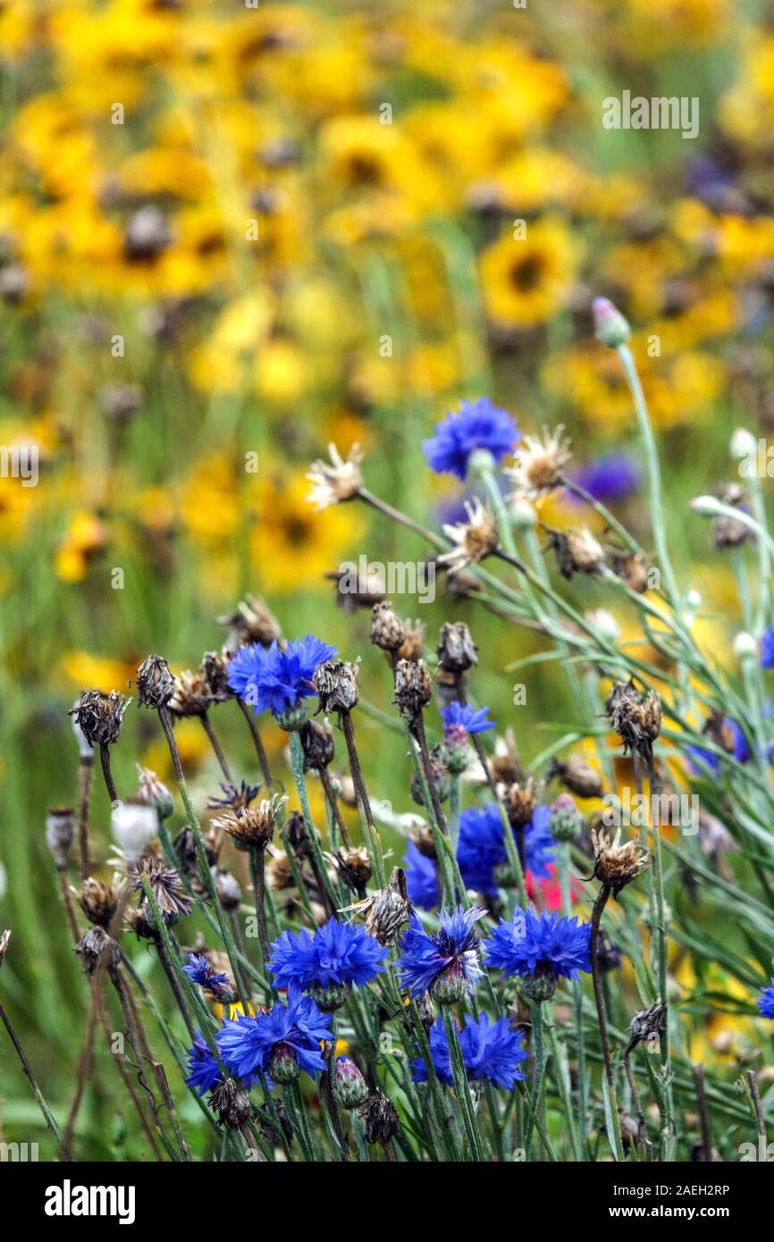 Fiori da giardino luce colorata Centaurea Foto Stock