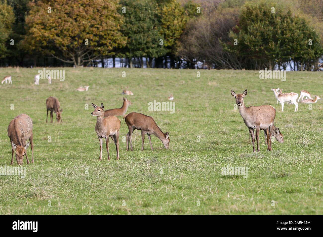 Mandria di Red Deer, Castello di Wentworth, South Yorkshire Foto Stock