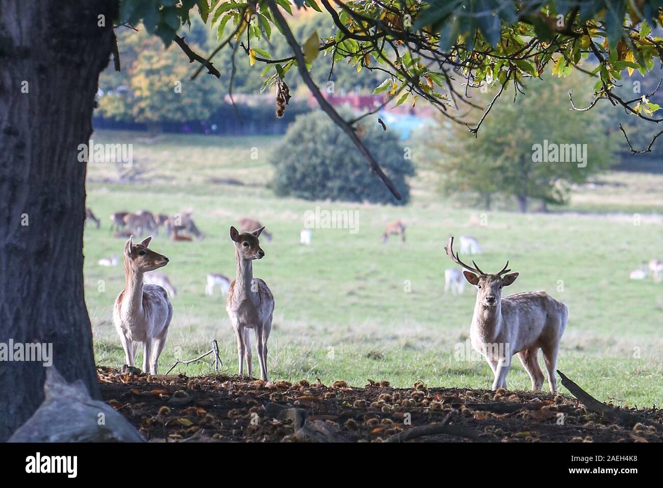 Mandria di Deer di fido, Castello di Wentworth, South Yorkshire Foto Stock