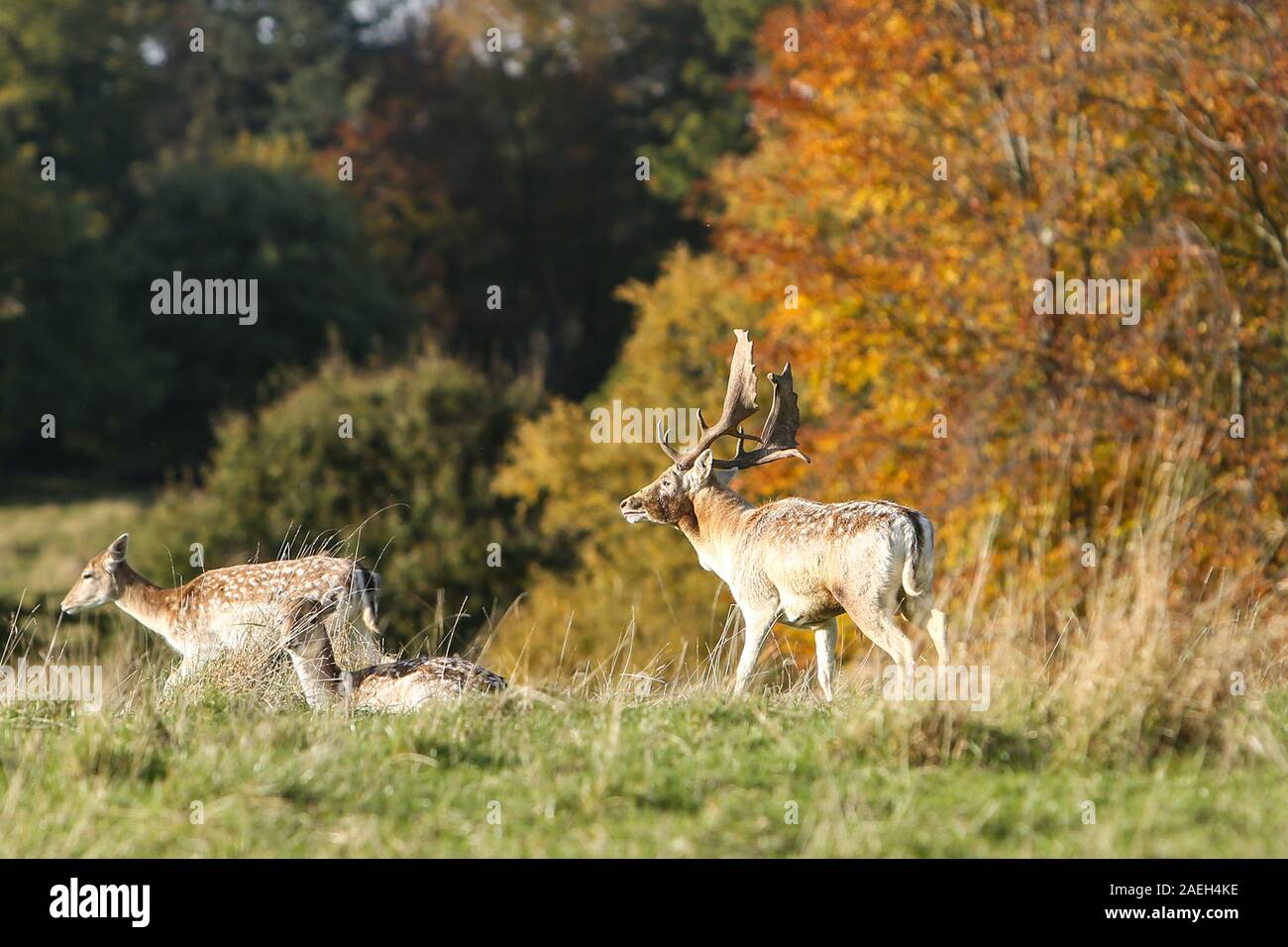 Mandria di Deer di fido, Castello di Wentworth, South Yorkshire Foto Stock