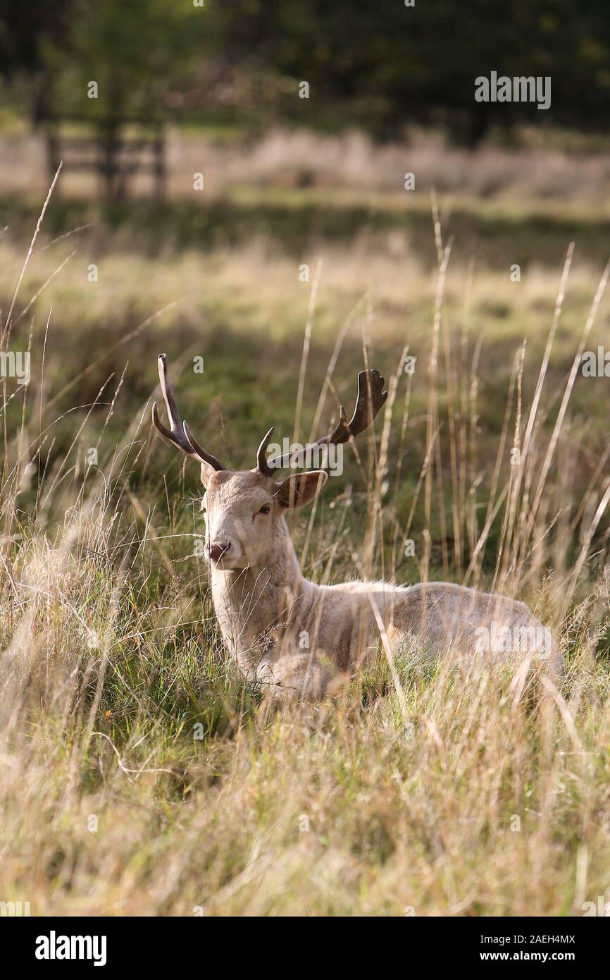 Fallow Deer Stag, Castello di Wentworth, South Yorkshire Foto Stock