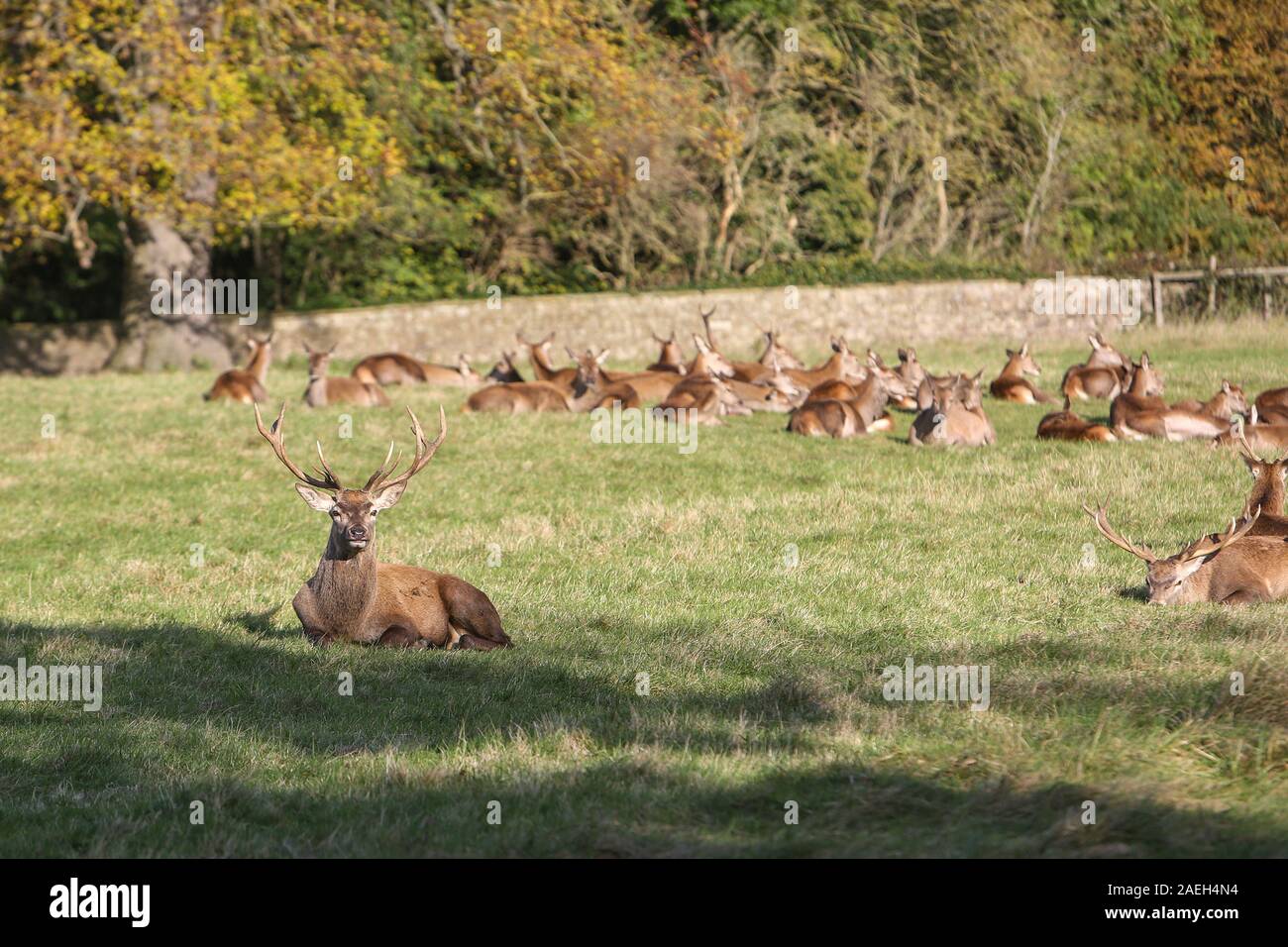 Mandria di Red Deer, Castello di Wentworth, South Yorkshire Foto Stock