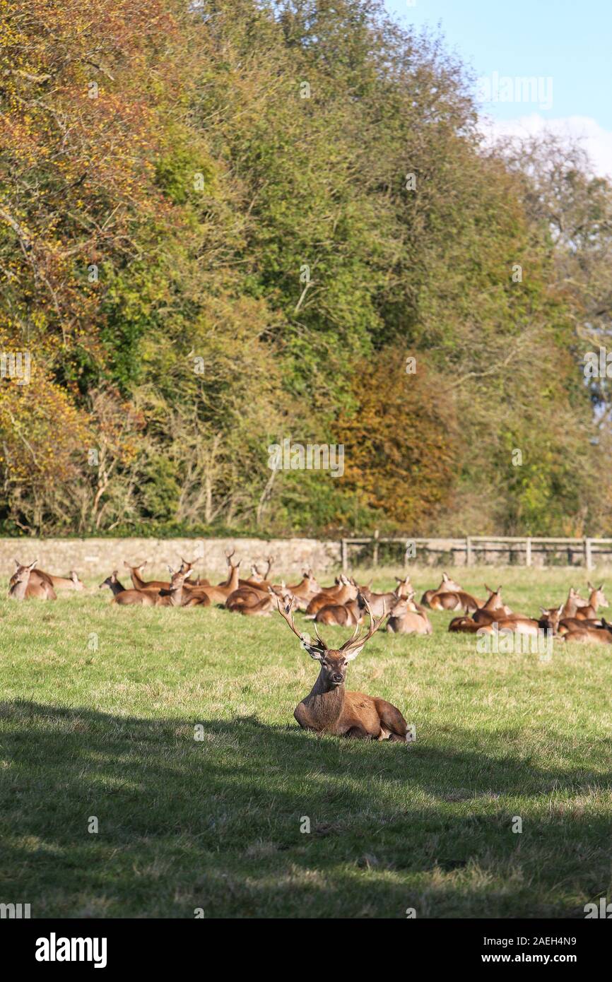 Mandria di Red Deer, Castello di Wentworth, South Yorkshire Foto Stock