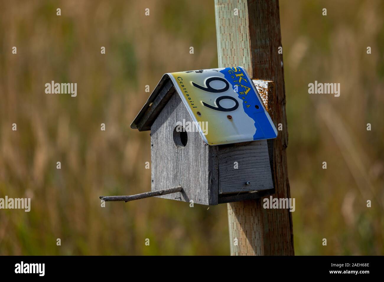 Close up di un uccello casa su un post in Alaska con un Alaskan numero di targa utilizzato come un impermeabile di copertura del tetto con sfondo sfocato Foto Stock