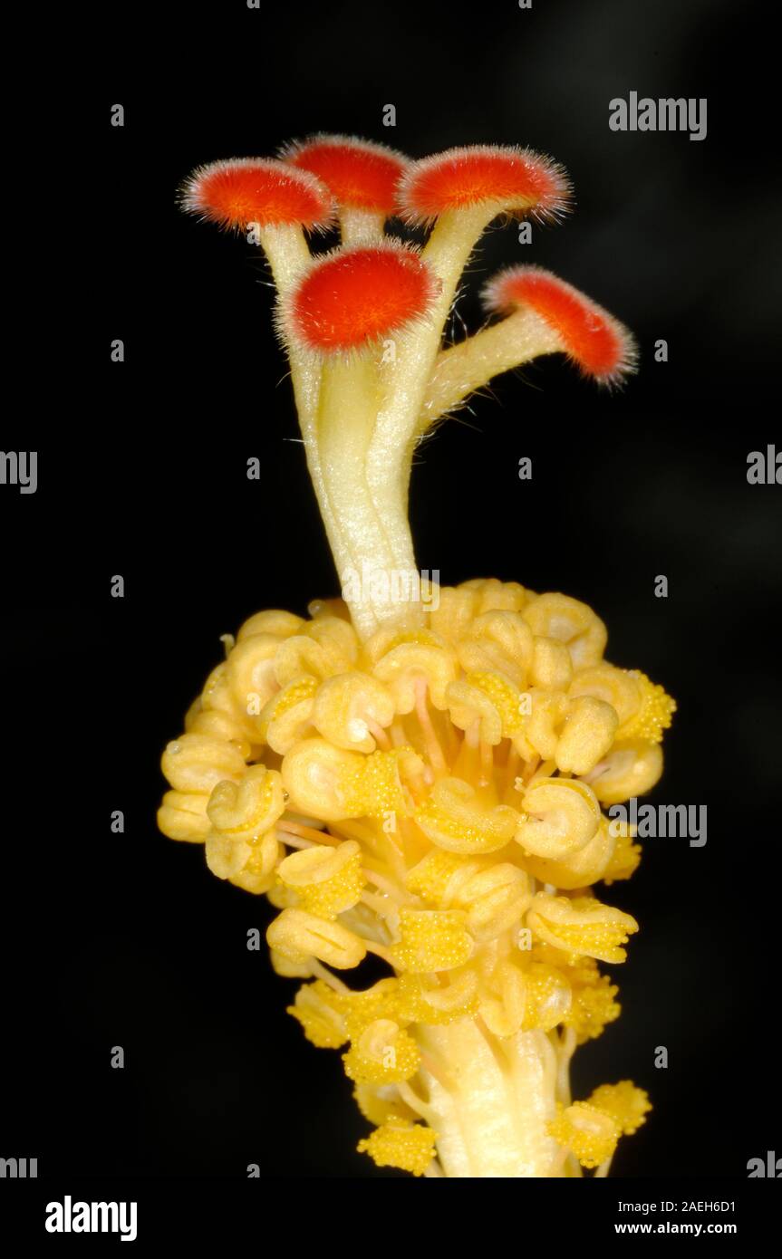 Dettaglio botanico di Pollen-Producing Stame o stami, stigma del filamento e steli di fiori di ibisco Foto Stock