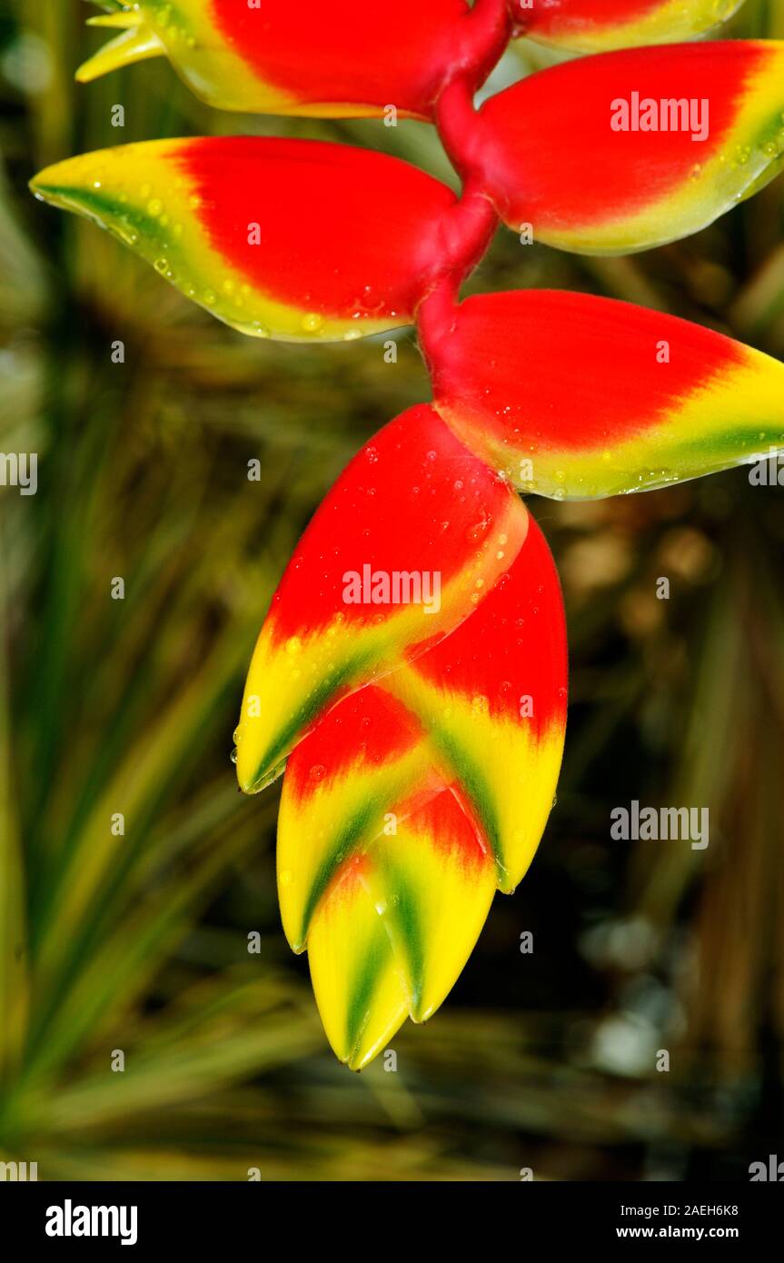 Appendere Lobster Claw aka falso uccello del paradiso, Heliconia rostrata fiore Foto Stock