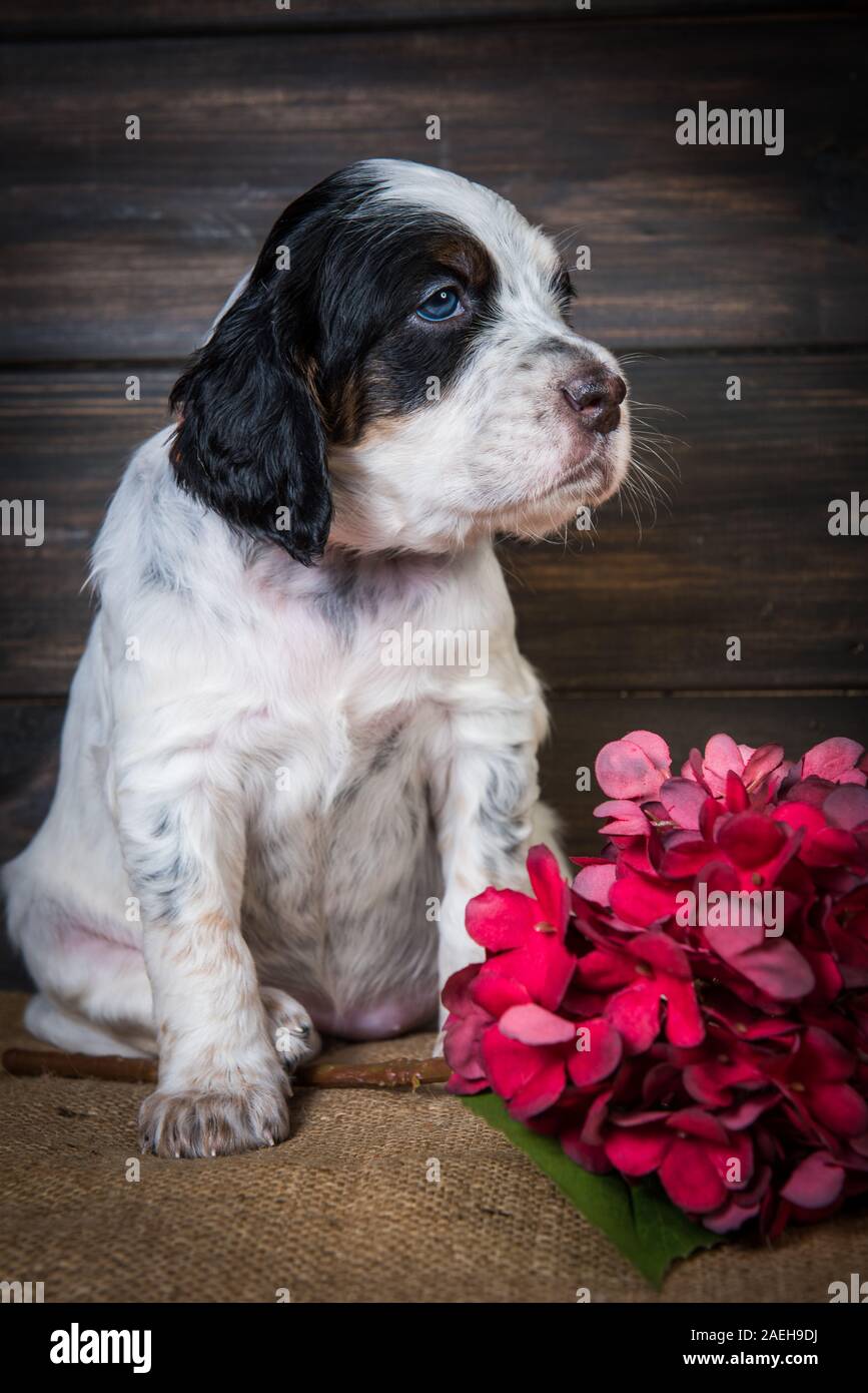 Carino Setter inglese cucciolo di cane ritratto in studio. Foto Stock