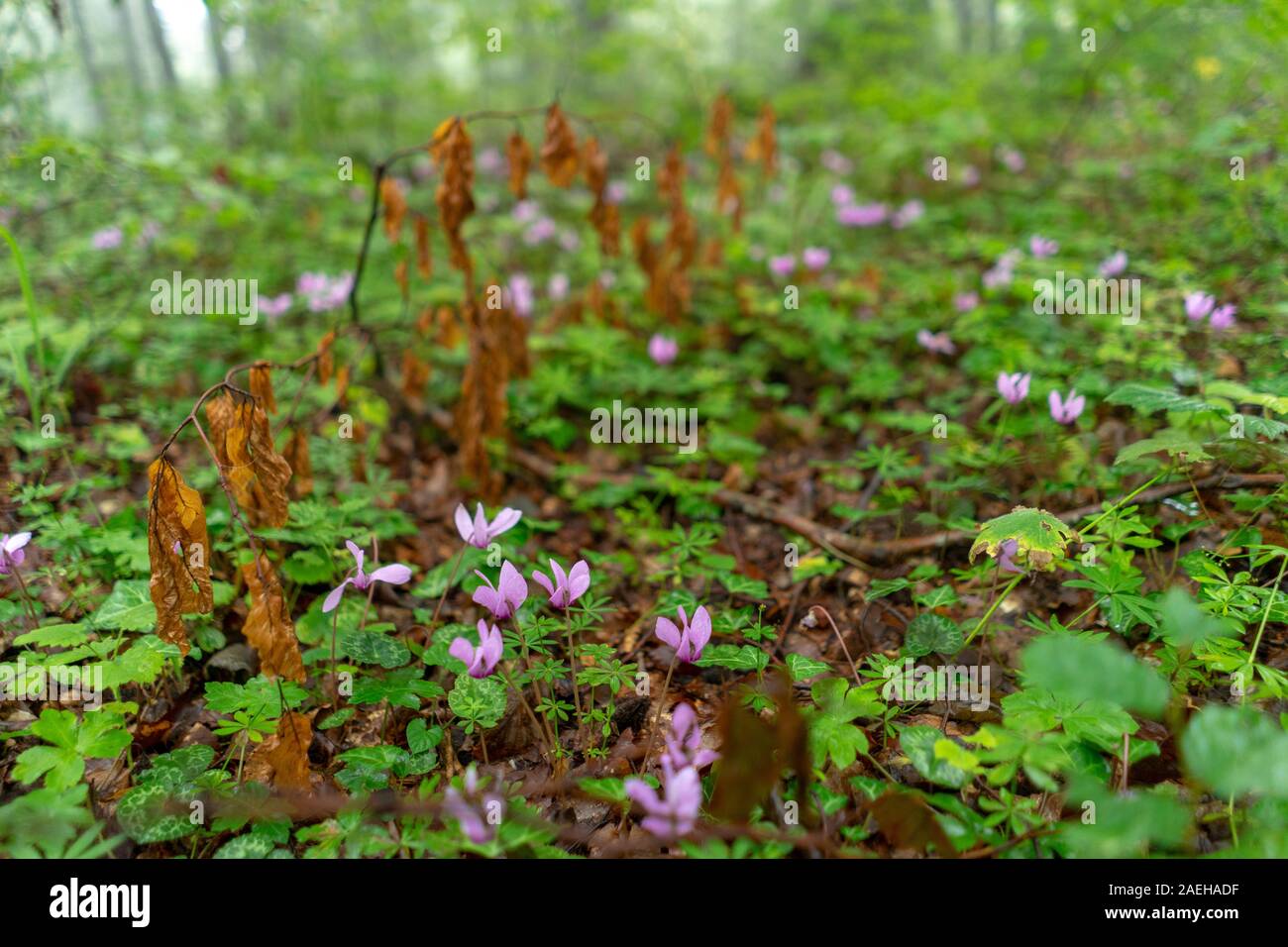Le viole in una foresta di nebbia Foto Stock