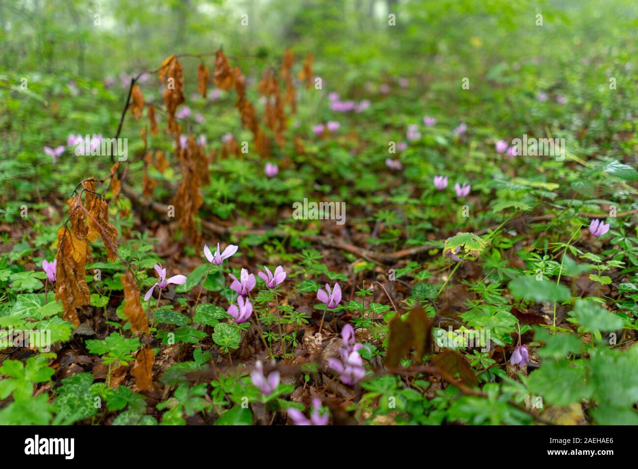 Le viole in una foresta di nebbia Foto Stock