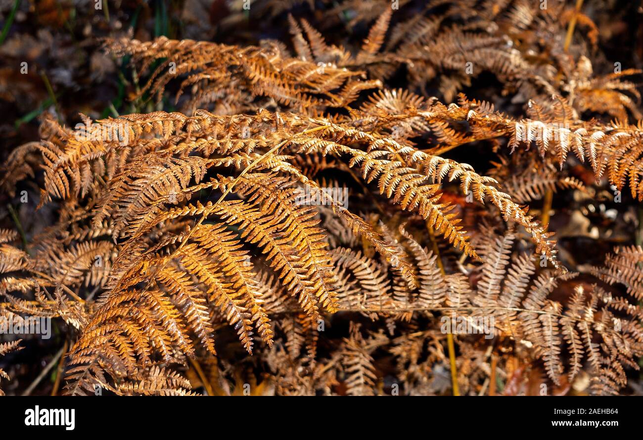 Una chiusura di bracken in autunno come si asciuga e diventa marrone prima whithers Foto Stock