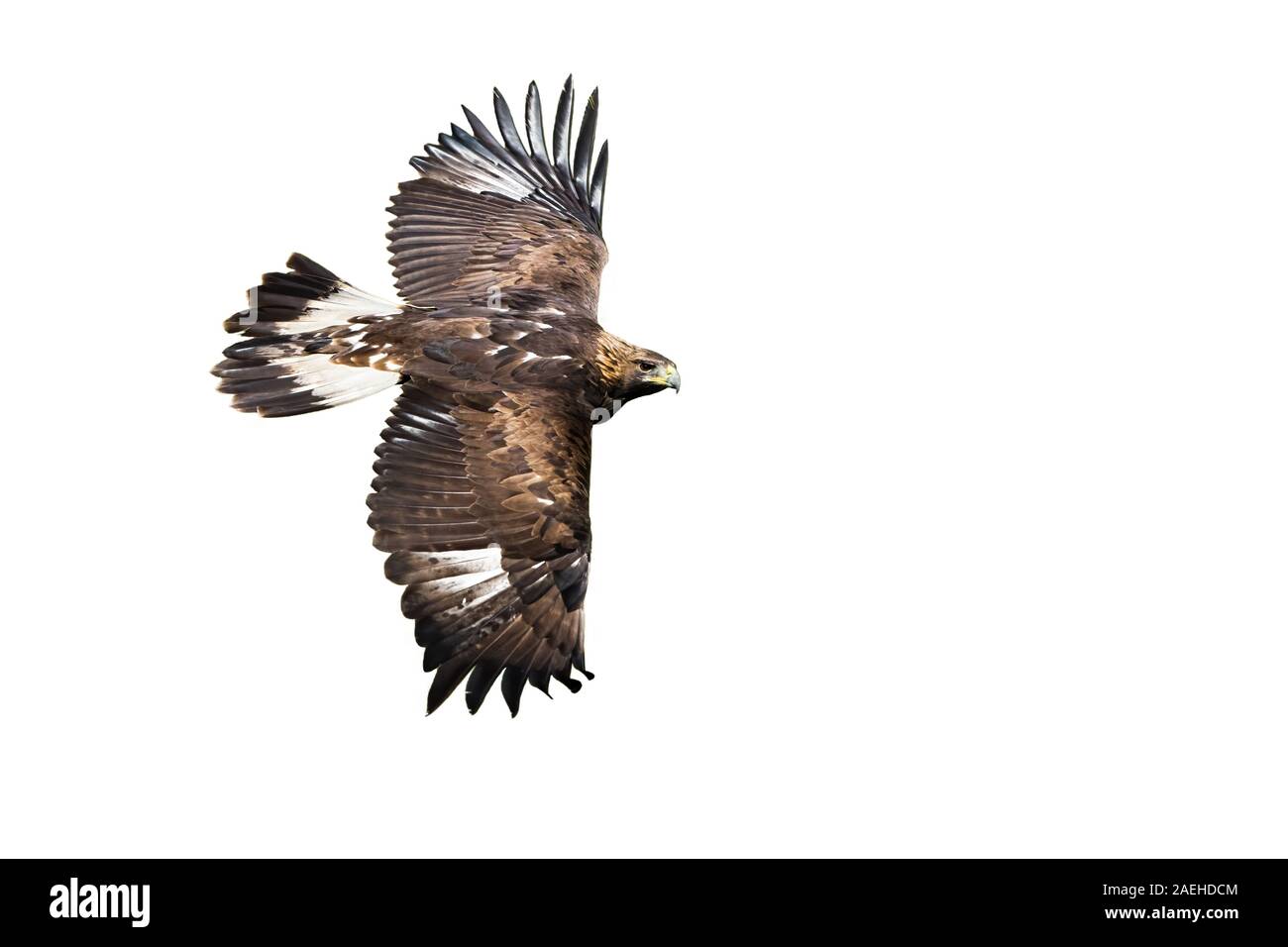 Aquila reale volare con ali di ampia diffusione isolata su sfondo bianco Foto Stock