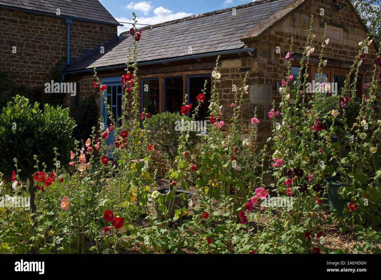 Hollyhocks fuori cotswold cottage nel giardino inglese,cotswolds,engalnd Foto Stock