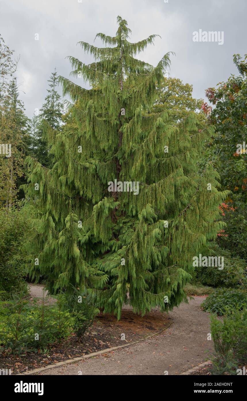 Piangendo conifera sempreverde Nootka Cipresso (Xanthocyparis nootkatensis 'pendula") in un parco in Rural Devon, Inghilterra, Regno Unito Foto Stock