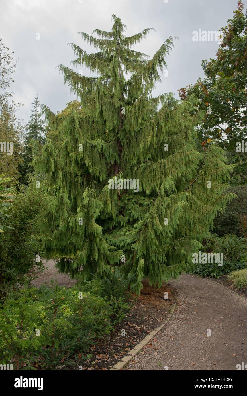 Piangendo conifera sempreverde Nootka Cipresso (Xanthocyparis nootkatensis 'pendula") in un parco in Rural Devon, Inghilterra, Regno Unito Foto Stock