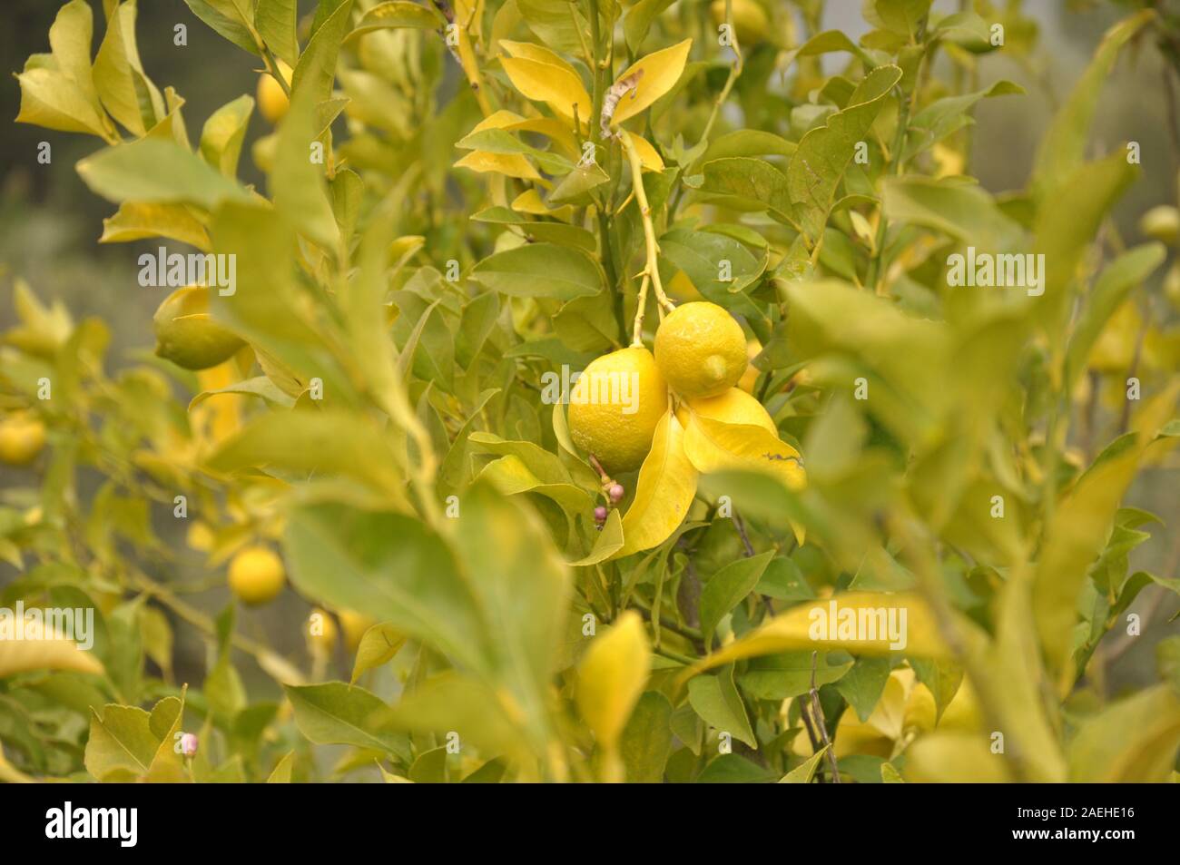 I Limoni del limone vicino fino Foto Stock