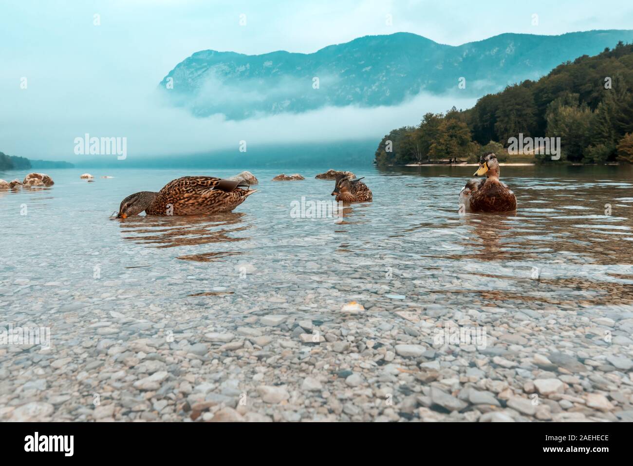 Anatre nel lago di Bohinj, basso angolo di visione Foto Stock