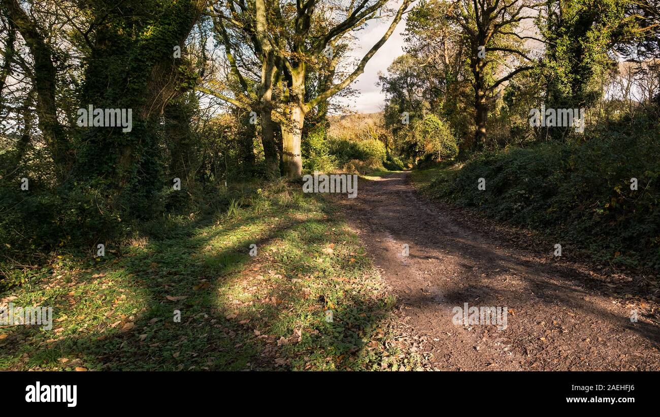 Una vista panoramica di un sentiero fangoso nei boschi Colan, i motivi ricoperta della storica Abete Hill Manor in Parrocchia Colan in Newquay in Cornovaglia. Foto Stock