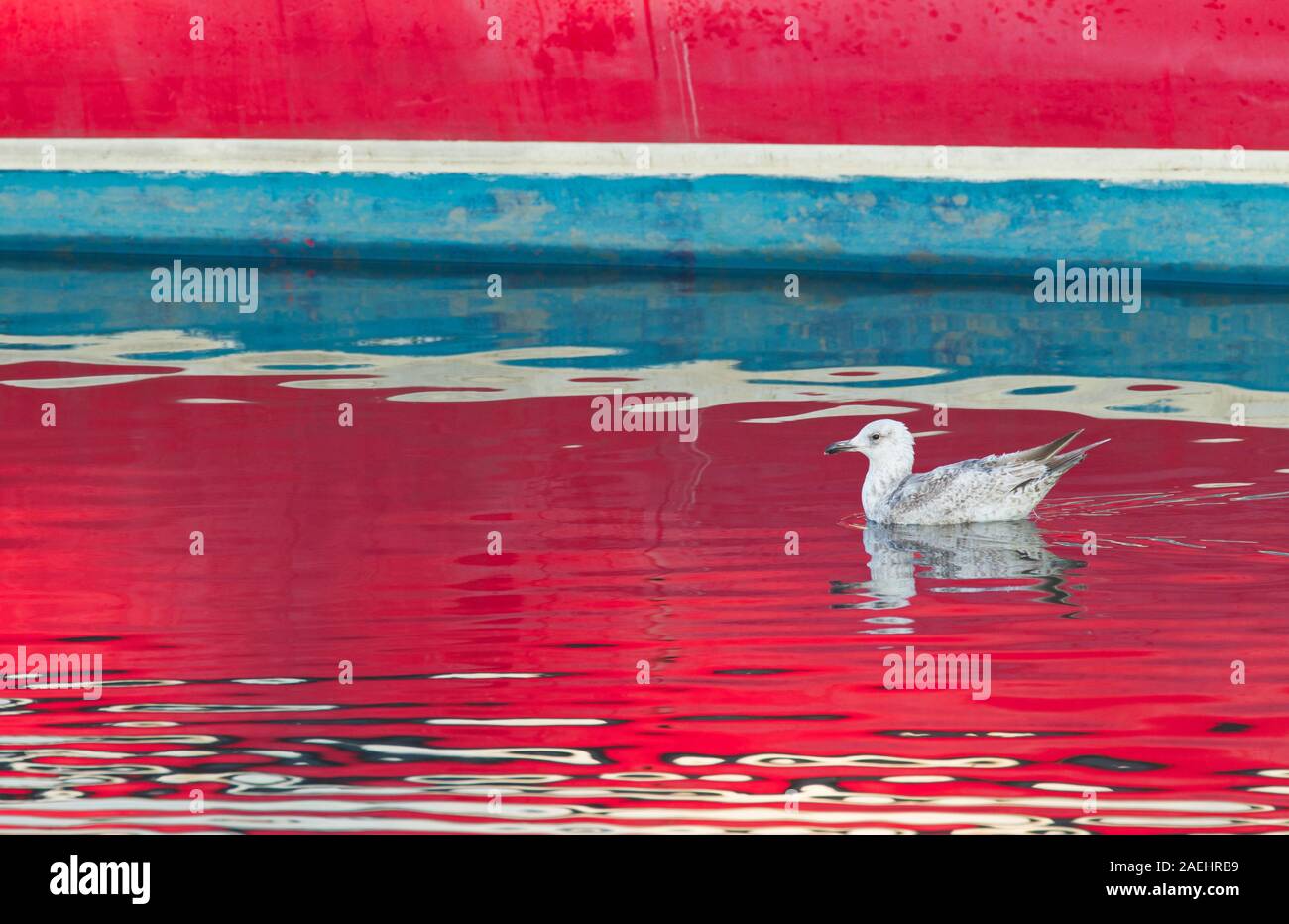 Aringa Gabbiano, Larus argentatus, unica piscina per adulti in porto con la barca riflessa nell'acqua, Seahouses, Northumberland, Regno Unito. Foto Stock