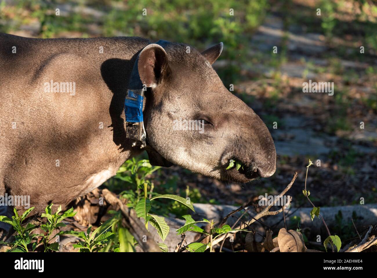 Il tapiro (Tapirus terrestris) con tracking GPS collare sul verde paesaggio della foresta pluviale, stato di Rio de Janeiro, Brasile Foto Stock