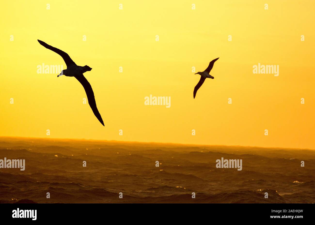 Albatro errante; Diomedea exulans, l'Uccello con la più grande apertura alare del pianeta, a circa 11 piedi 6 pollici, volare nel passaggio di Drake, Sub Foto Stock