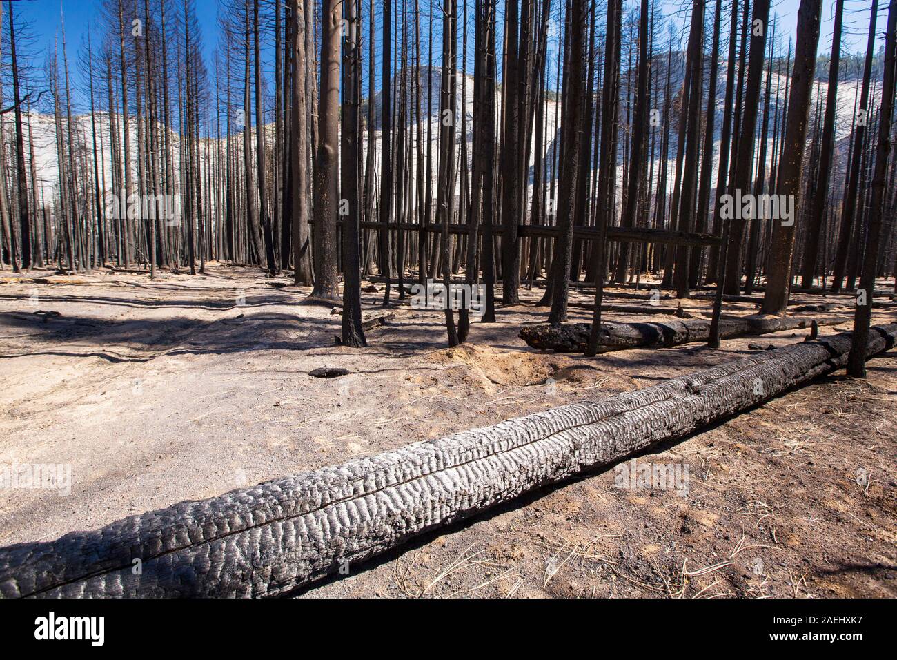 Un incendio di foresta distrugge una zona di foresta nella piccola valle di Yosemite nel Parco Nazionale di Yosemite in California, Stati Uniti d'America. Dopo quattro anni di unprece Foto Stock