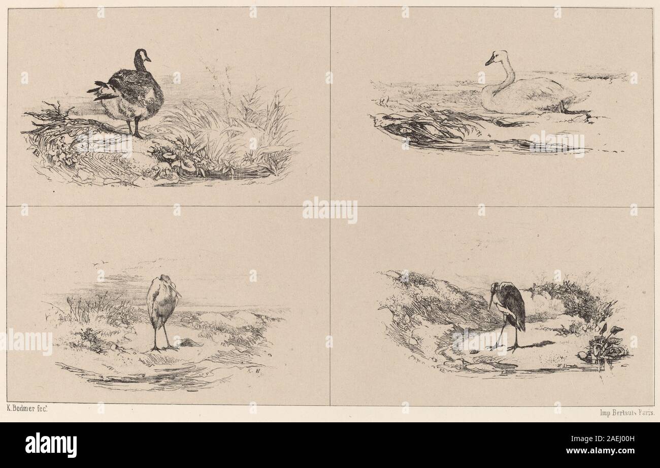 Opera d'arte di Karl Bodmer che mostra oche, cigni e aironi in habitat naturali, enfatizzando l'anatomia accurata degli uccelli, il comportamento e l'osservazione del paesaggio in stile realistico. Foto Stock