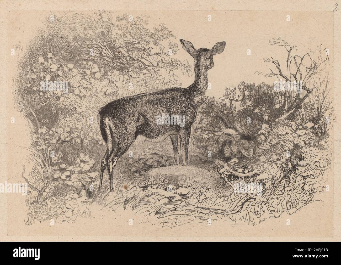 Une biche (A Doe), di Karl Bodmer, raffigura un cervo femminile in un ambiente boschivo naturale. L'opera enfatizza l'anatomia animale, la postura e l'habitat naturale, riflettendo l'osservazione della fauna selvatica all'inizio del XIX secolo. Foto Stock
