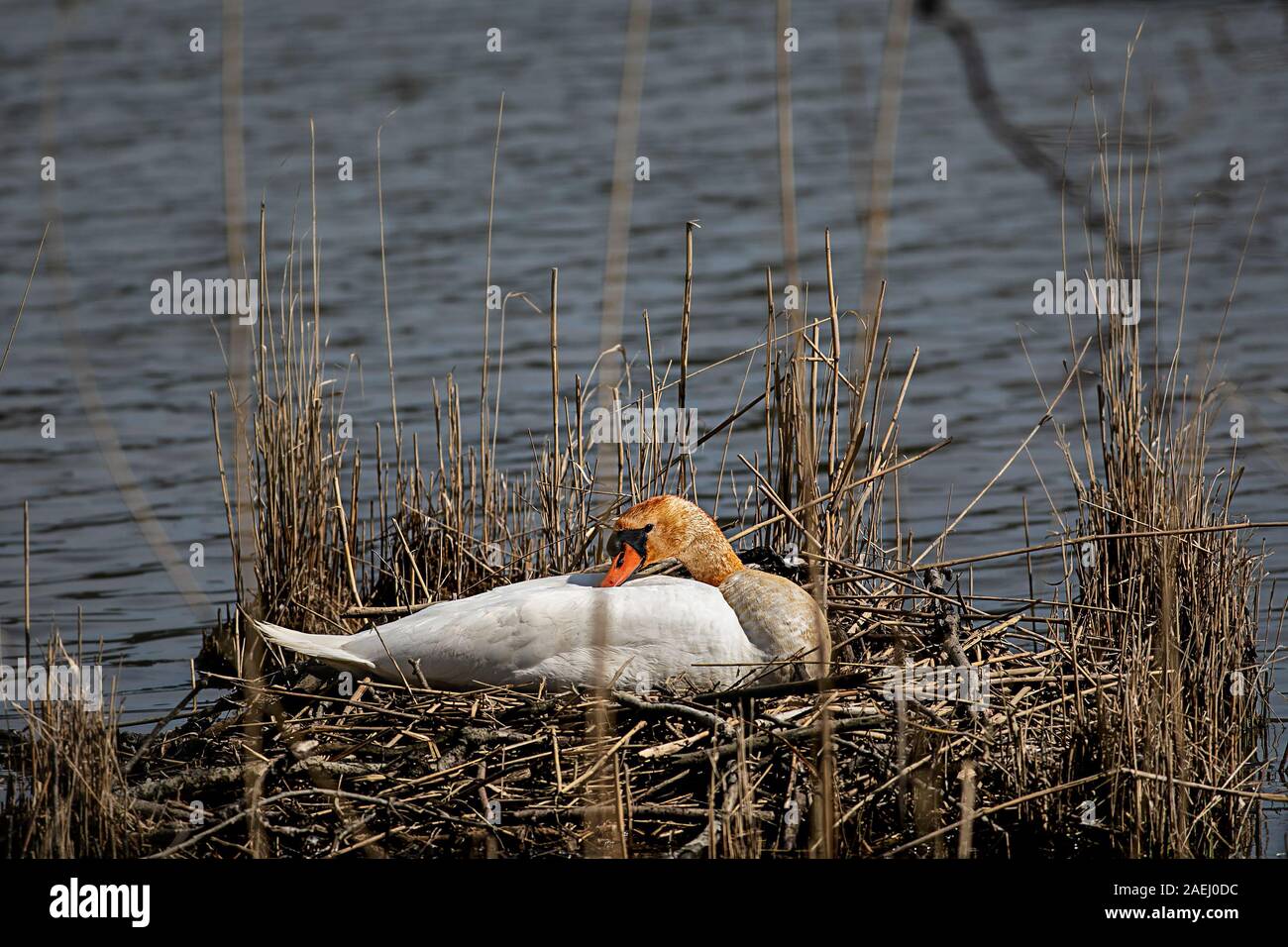 Guardando attraverso le lamelle su un meditabondo swan nel nido Foto Stock