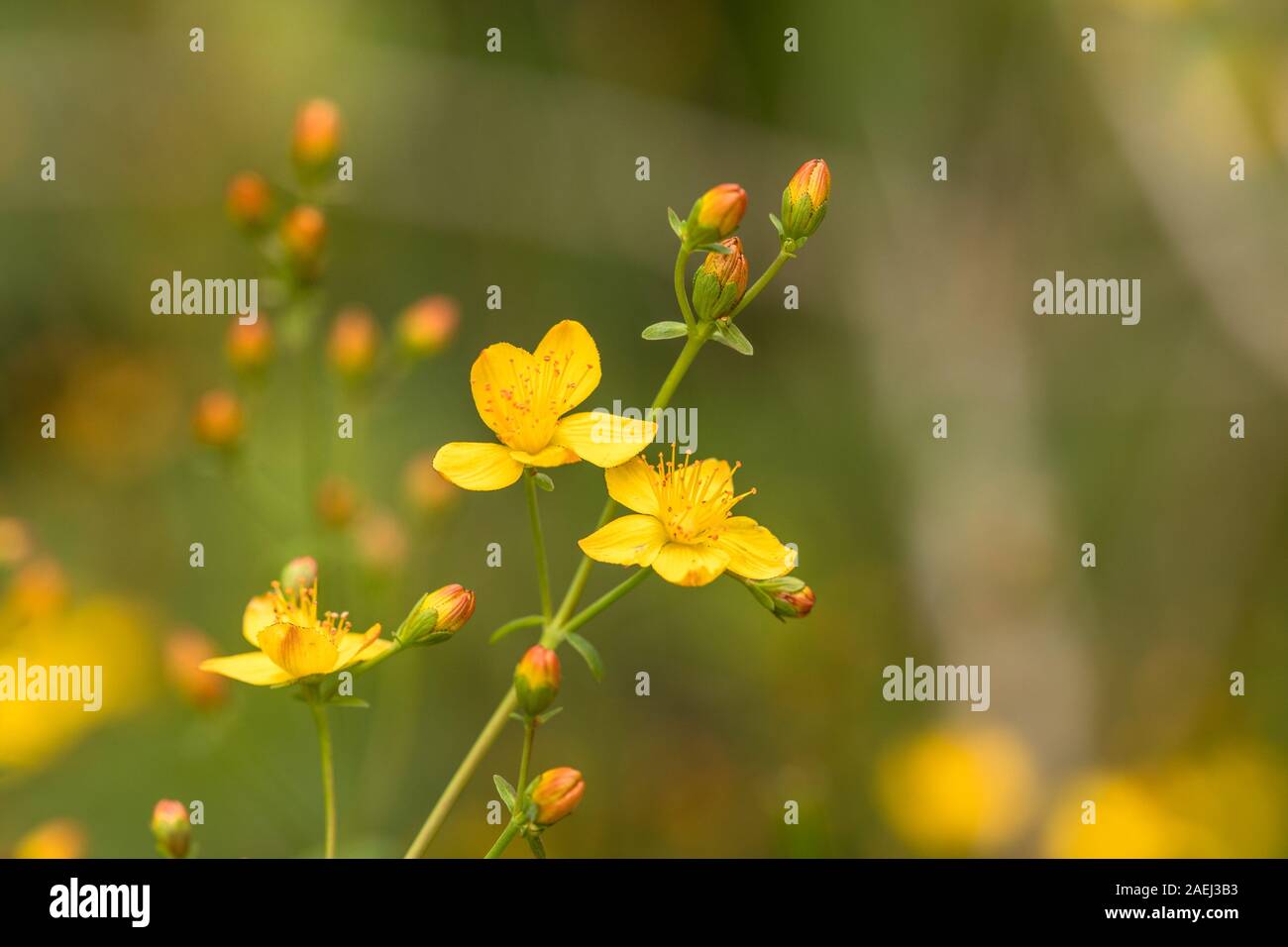 Snello St. Johns-wort Hypericum pulchrum. Fiore giallo e gemme. Famiglia Hypericaceae. Foto Stock