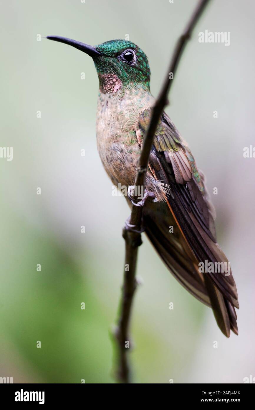 Fawn-breasted brillante (Heliodoxa rubinoides) sul ramo, Alambi Cloudforest, Ecuador Foto Stock