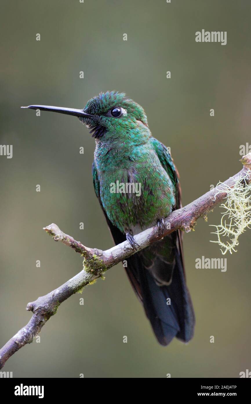 Verde-incoronato brillante (Heliodoxa jacula) maschio sul ramo, Alambi Cloudforest, Ecuador Foto Stock