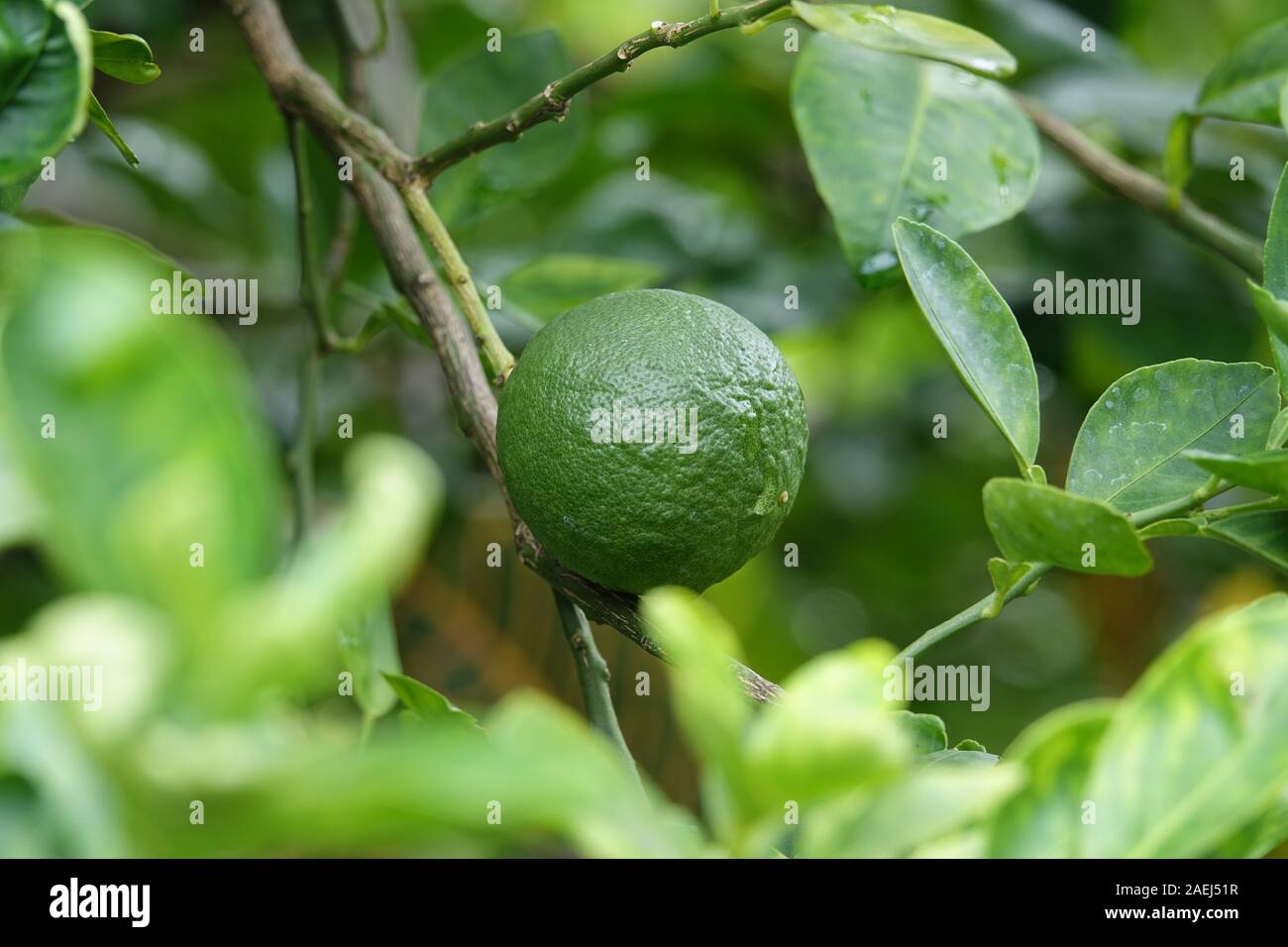 Verde lime sul ramo di un albero. Fresco verde limone. Close-up Foto Stock