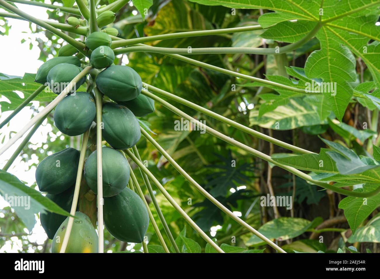 Frutti di papaia verde su un albero. Un albero di papaia con mazzetto di frutta Foto Stock