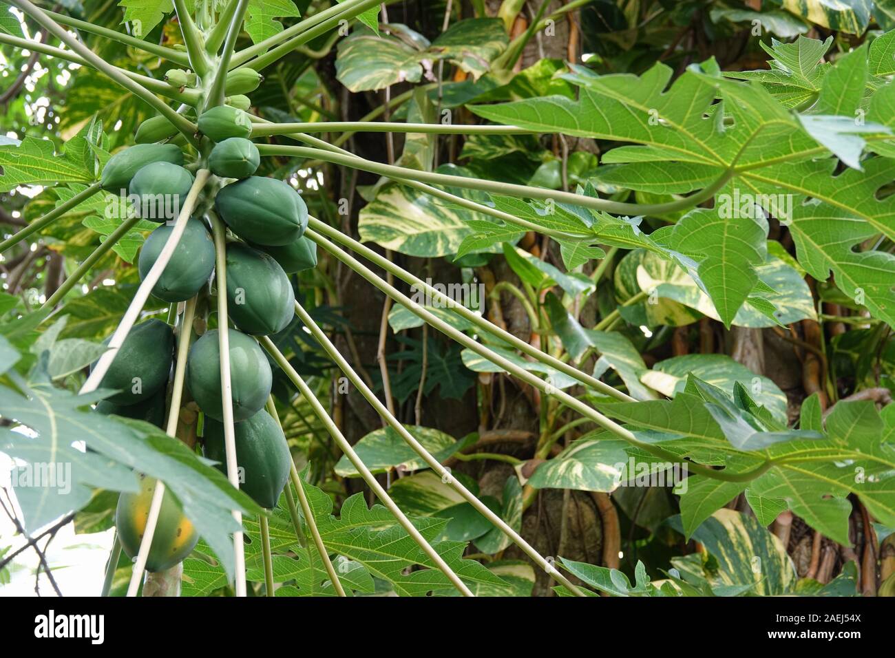 Frutti di papaia verde su un albero. Un albero di papaia con mazzetto di frutta Foto Stock