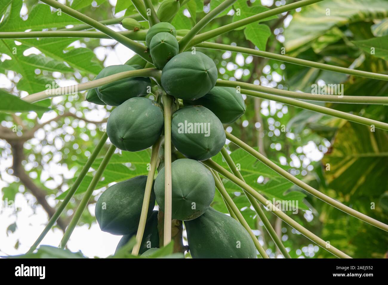 Frutti di papaia verde su un albero. Un albero di papaia con grappolo di frutti. Close-up Foto Stock