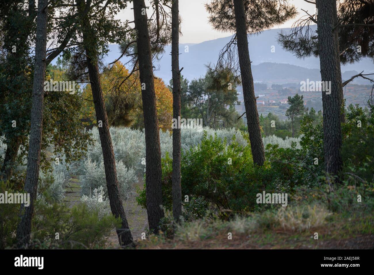 Alberi in un campo, Tarouca, Distretto di Viseu, Valle del Douro, Portogallo Foto Stock